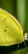 Image result for Pale Yellow Green Butterfly