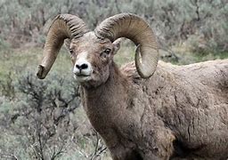 Image result for Wyoming Animals