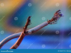 Image result for Frayed Copper Wire