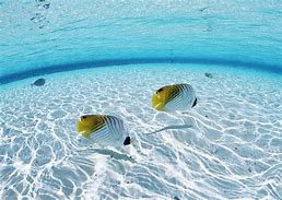 Image result for Fish Swimming Underwater