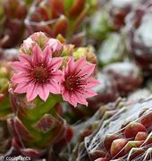 Image result for Sempervivum Silberring