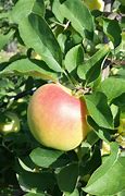 Image result for Summer Apple Varieties