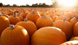 Image result for Pumpkin Picking at Guiseley