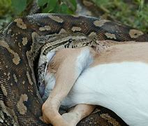 Image result for python everglade hunt florida