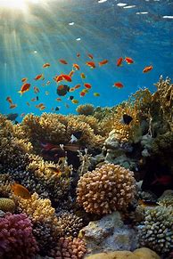 Image result for Underwater iPhone Wallpaper