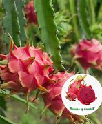 Image result for Red Dragon Fruit Plant Small