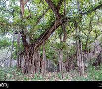 Image result for Indian Jungle Trees
