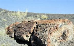 Image result for Petrified Wood Arrowheads