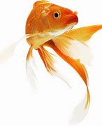 Image result for Bubble Eye Goldfish PNG