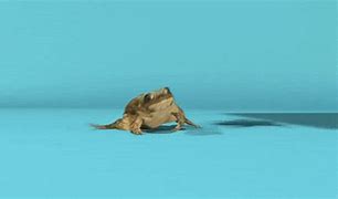 Image result for Toad Legs Meme