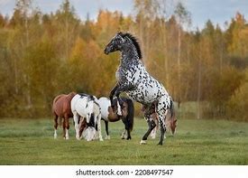 Image result for Appaloosa Horse Rearing