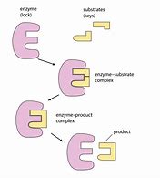 Image result for Diagram of Enzyme and Substrate