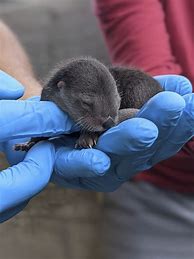 Image result for Baby Otter Just-Born