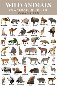 Image result for Wild Animals List