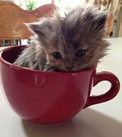 Image result for Cute Kittens in Cups