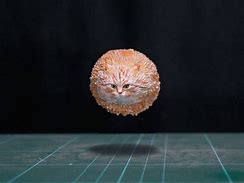 Image result for Little Cat Meme Floating