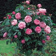 Image result for Rosa Mary Rose (r)