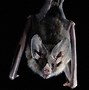 Image result for Amazing Bat