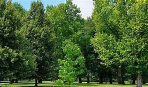 Image result for árboles