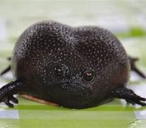 Image result for Angry Avocado Frog