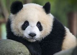 Image result for Panda Names List