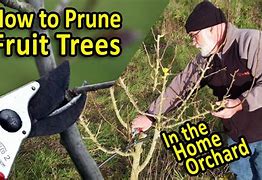Image result for Tropical Fruit Tree Pruning