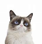 Image result for Grouchy Cat