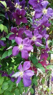 Image result for Purple Clematis On Trellis