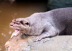 Image result for River Otter Tattoo