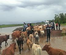Image result for The Cattle Rustler in Uganda