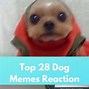 Image result for You Da Best Dog Meme
