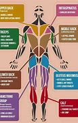 Image result for Gym Body Parts With