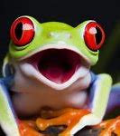 Image result for Surprised Frog Meme