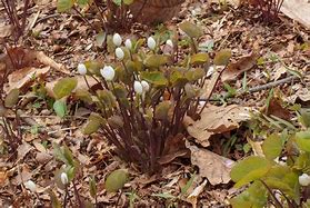 Image result for Jeffersonia diphylla