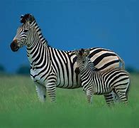 Image result for Zebra HD Wallpaper