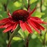 Image result for Echinacea purpurea Hot Lava ®