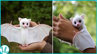 Image result for Cutest White Bat