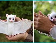 Image result for Cute White Bat