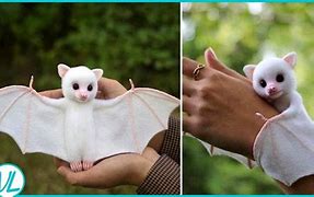 Image result for Honduran Bat Baby