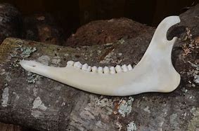 Image result for Deer Jawbone and Teeth