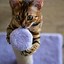 Image result for Cute Purple Aesthetic Cat