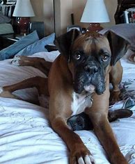 Image result for Boxer Puppies Funny