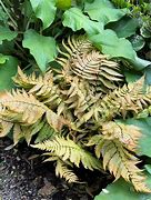 Image result for Dryopteris lepidopoda