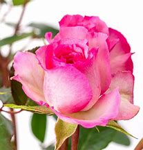 Image result for Rosa Mini Eden Rose (r)