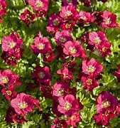 Image result for Saxifraga (A) Harders Zwerg