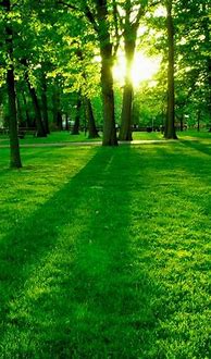 Image result for Green Nature Phone Wallpaper