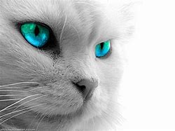 Image result for Adorable Cat Eyes