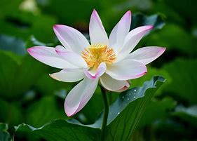 Image result for Lotus Flower Facts