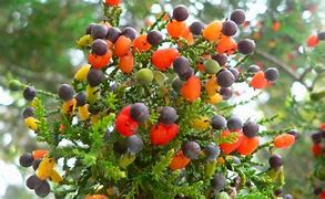 Image result for Trees That Bear Fruit