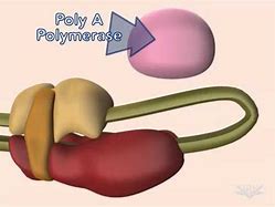 Image result for 5 Cap and Poly a Tail